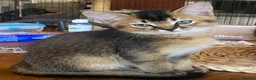 Abyssinian cats for sale: Four 3/4 Abyssinian 1/4 British shorthair kittens in Cambridge - Advert 1