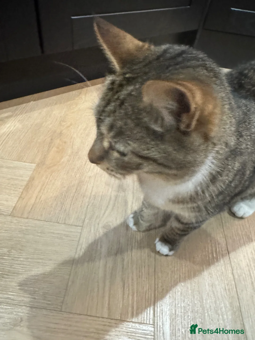 Mixed Breed cats for sale: Gorgeous tabby cat - Advert 7