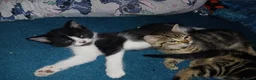Mixed Breed cats for sale: Tabby babies - Advert 11