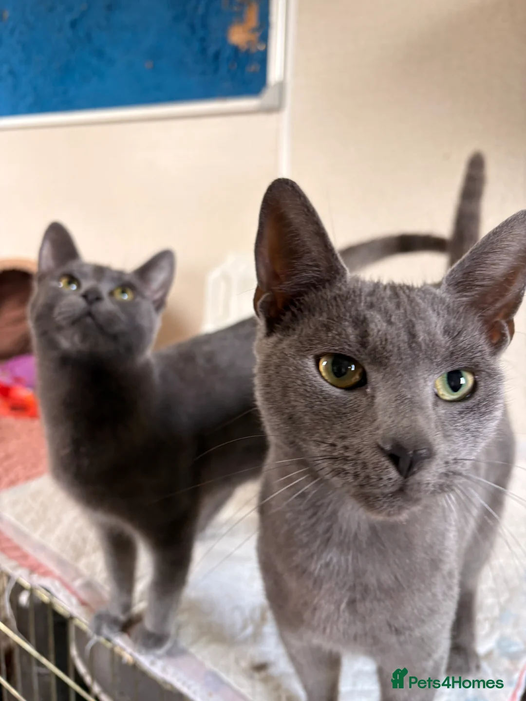 Mixed Breed cats for sale: Grey mixed breed kittens  - Advert 2
