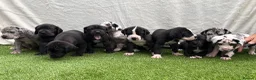 Great Dane dogs for sale: Chunky Great Dane puppies  - Advert 1