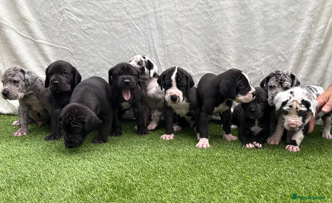 Great Dane dogs for sale: Chunky Great Dane puppies  - Advert 1