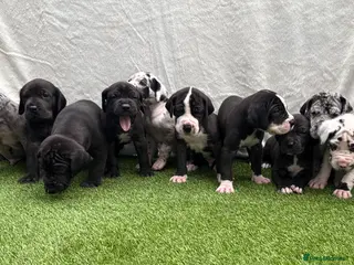 Great Dane dogs Chunky Great Dane puppies - Advert 1