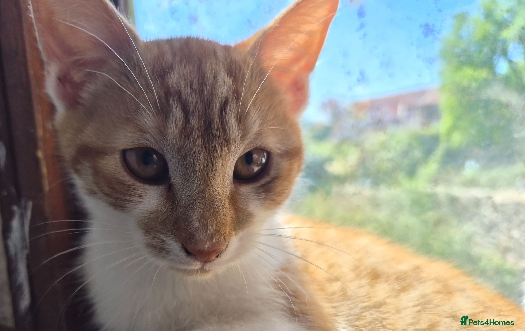 Mixed Breed cats Lovely playful kittens - Advert 12