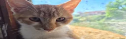 Mixed Breed cats for sale: Lovely playful kittens - Advert 3