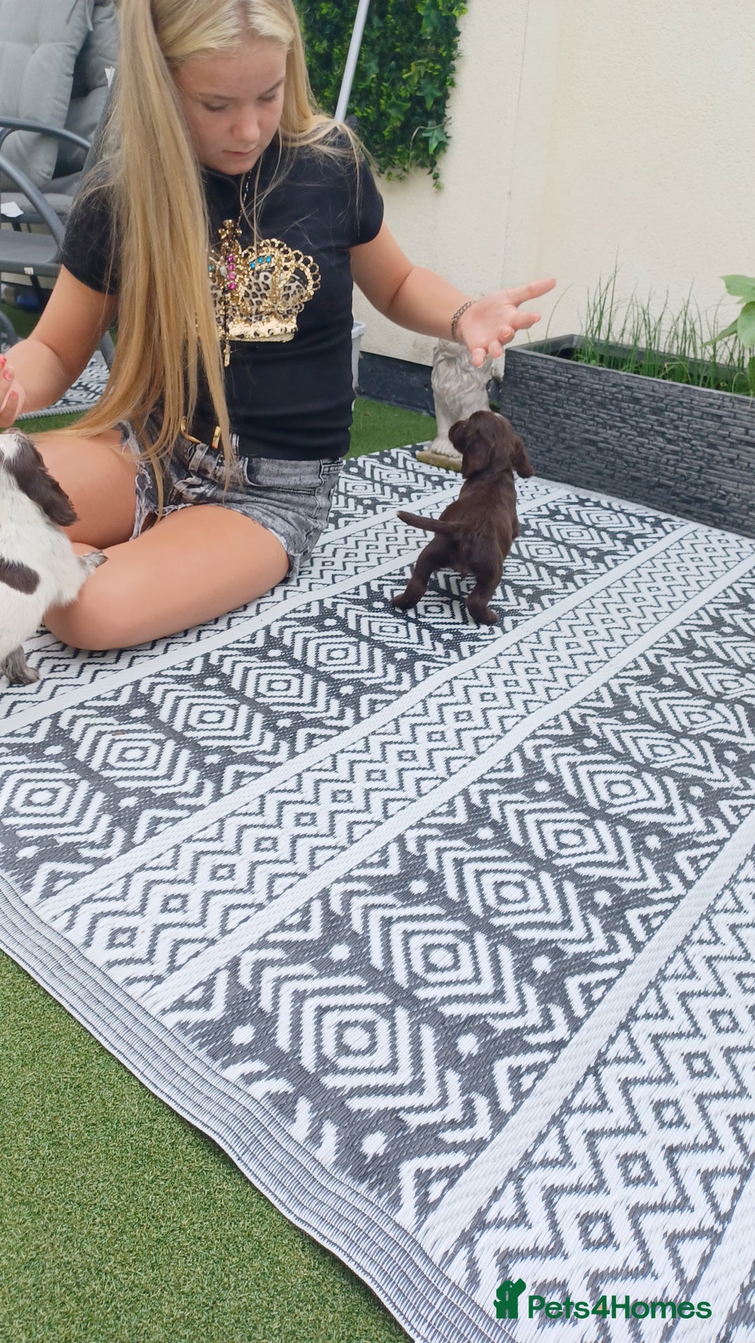 Cocker Spaniel dogs for sale: Working cocker spaniel  - Image 19