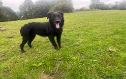 Goldador dogs for sale: Shep  - Image 2