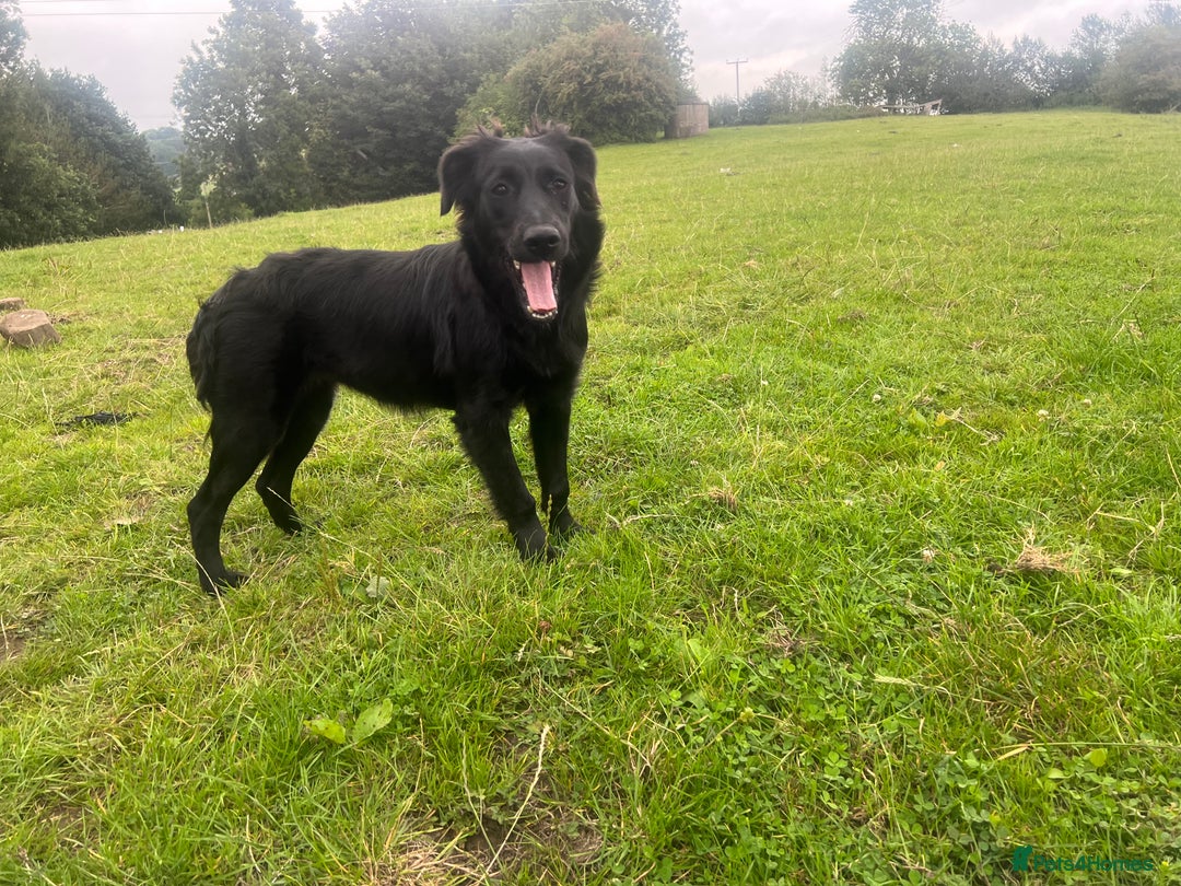 Goldador dogs for sale: Shep  - Image 2