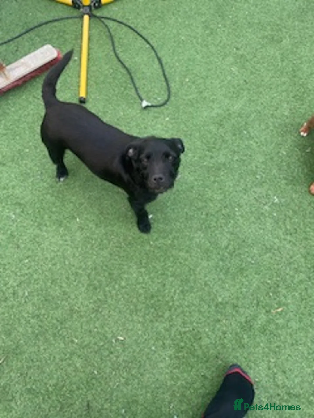 Mixed Breed dogs for sale: Patterdale terrier x Lakeland terrier  in Glasgow - Advert 6