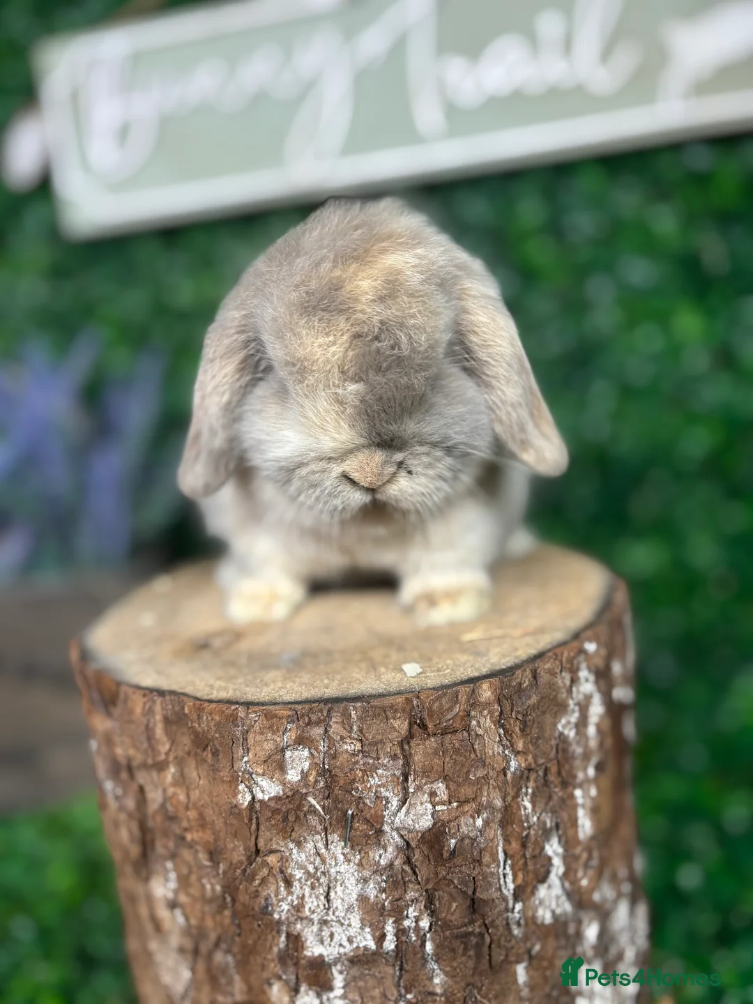 Mini Lop rabbits for sale: 🧡PEDIGREE MINILOPS🧡 - Advert 4