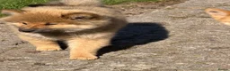 Japanese Shiba Inu dogs for sale: Shiba Inu puppies parents health tested  - Advert 13