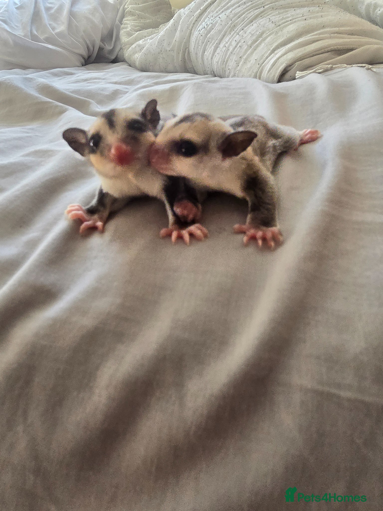 Sugar Glider rodents Sugar glider boy and girl for sale not ready yet - Advert 1