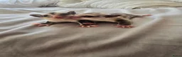 Sugar Glider rodents for sale: Sugar glider boy and girl for sale not ready yet in Great Yarmouth - Advert 1