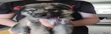 German Shepherd 5