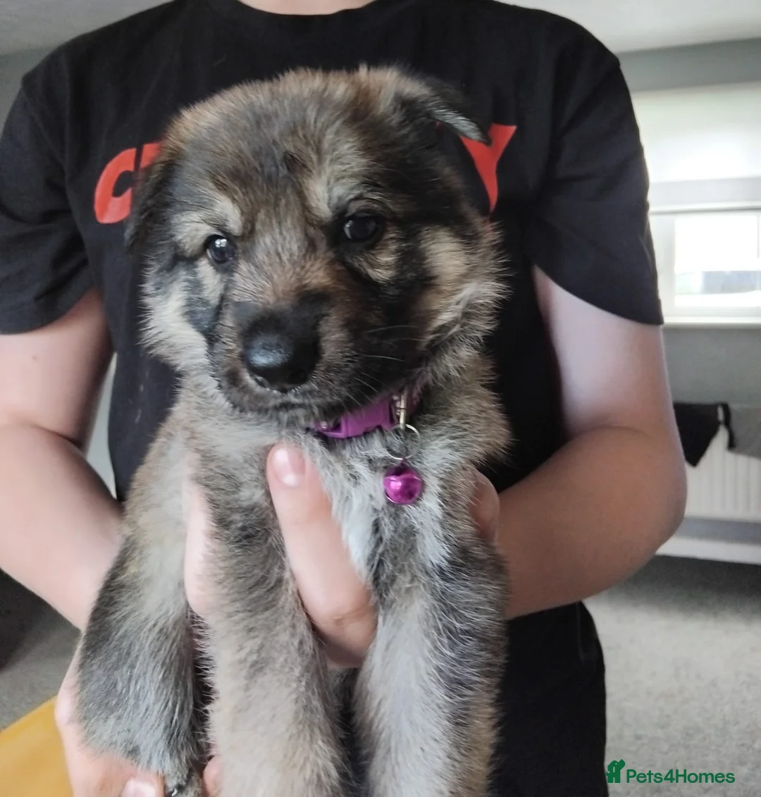 German Shepherd dogs for sale: Beautiful German shepherd puppies  - Advert 8