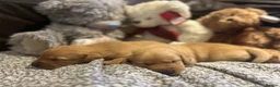Labrador Retriever dogs for sale: Beautiful fox red/yellow lab puppies  - Advert 9