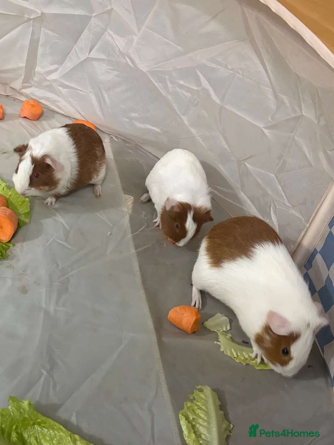 Guinea Pig rodents for sale: Male guinea pigs - Advert 2