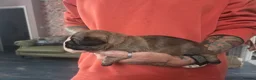 Mixed Breed dogs for sale: Shweenie puppies in Redcar - Advert 8