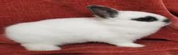 Netherland Dwarf rabbits for sale: Tiny Netherland Dwarf - LAST ONE + Hay/Food/Treats - Advert 4