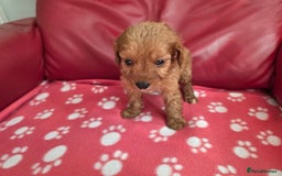 Cavapoo dogs for sale: F1 cavapoos  - Image 6