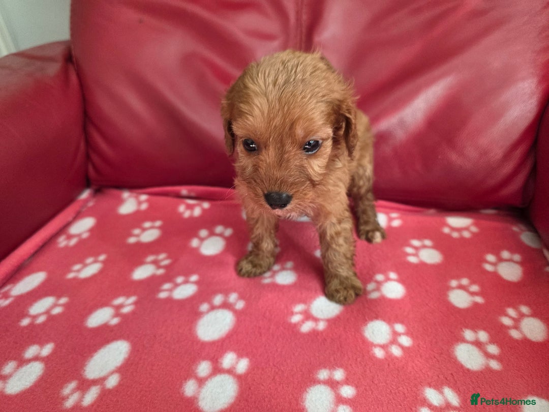 Cavapoo dogs for sale: F1 cavapoos  - Image 6