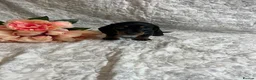 Miniature Dachshund dogs for sale: 🤩 1 stunning miniature dachshund 🤩 - Advert 4