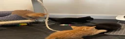 Mixed Breed cats for sale: Black Males and Rare Ginger Females  - Advert 5