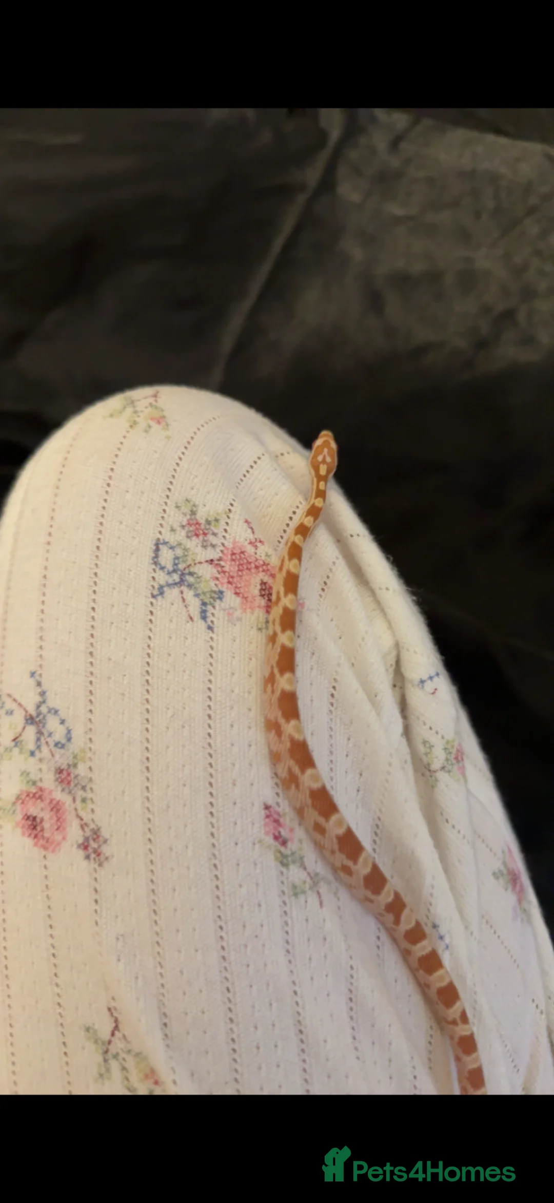 Corn Snake reptiles for sale: Beautiful corn snake  in Holsworthy - Advert 2