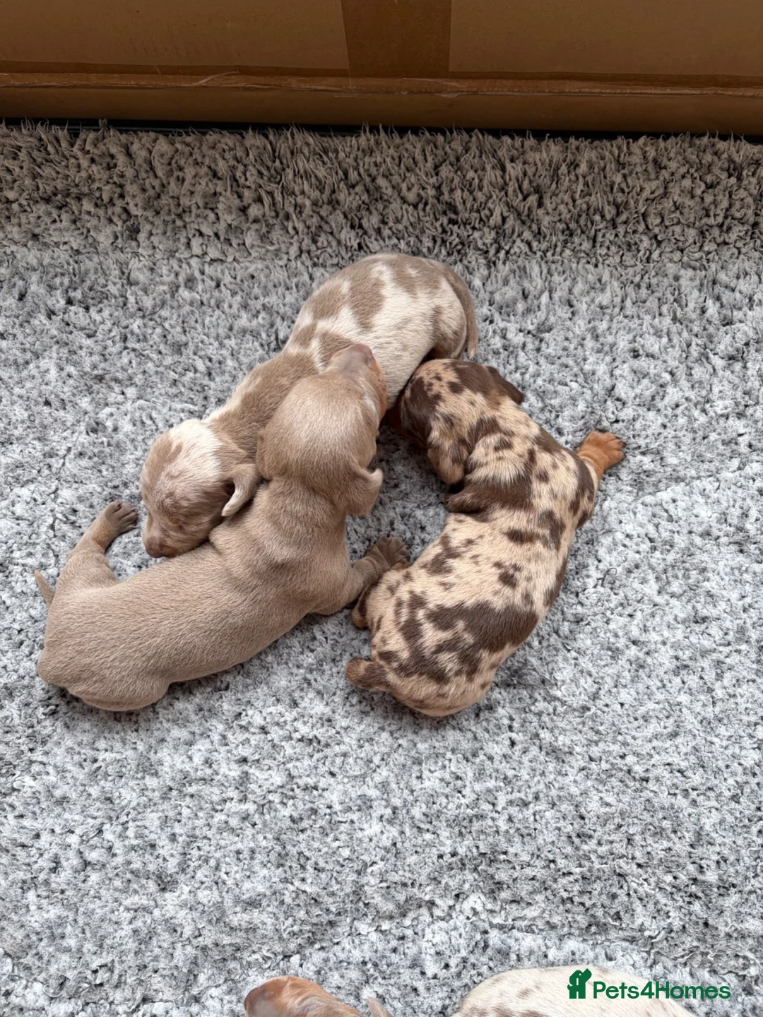 Miniature Dachshund dogs for sale: Rainbow minture dachshunds  - Advert 5