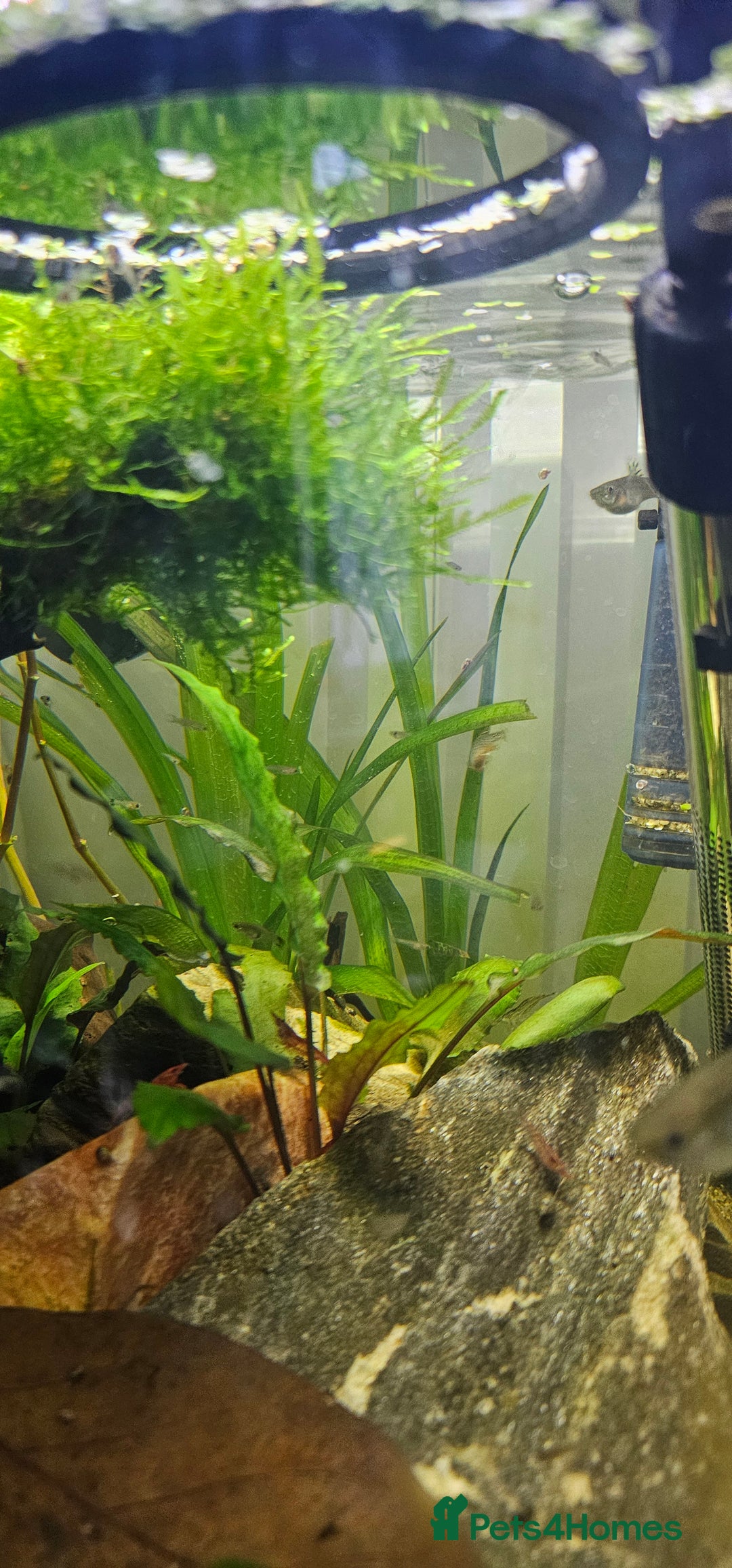 Other/Mixed Breed fish for sale: Guppy Fry/Babies For Sale - Advert 1