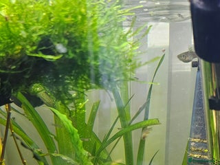 Other/Mixed Breed fish Guppy Fry/Babies For Sale - Advert 3