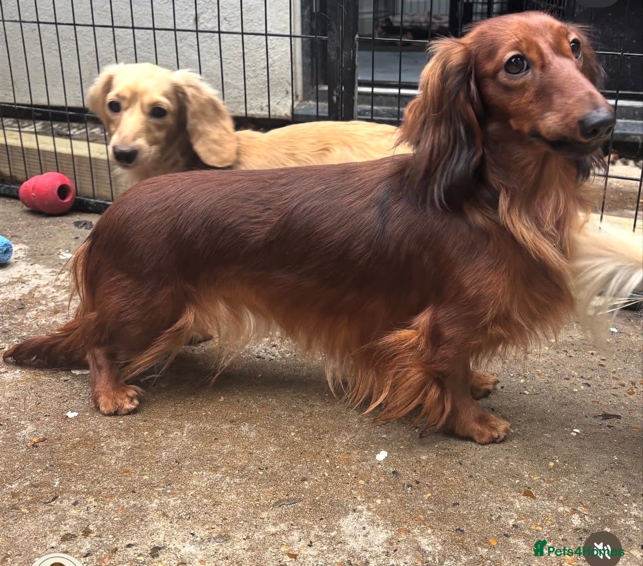 Miniature Dachshund dogs Long haired miniature Dachshund  - Advert 1