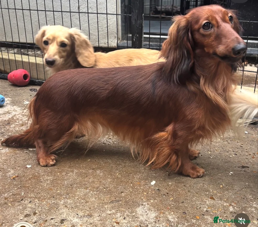 Miniature Dachshund dogs for sale: Long haired miniature Dachshund  - Advert 1