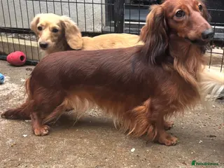 Miniature Dachshund dogs Long haired miniature Dachshund - Advert 1
