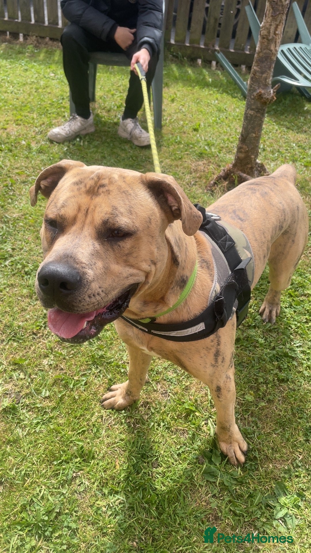 Mixed Breed dogs Simba - Advert 2