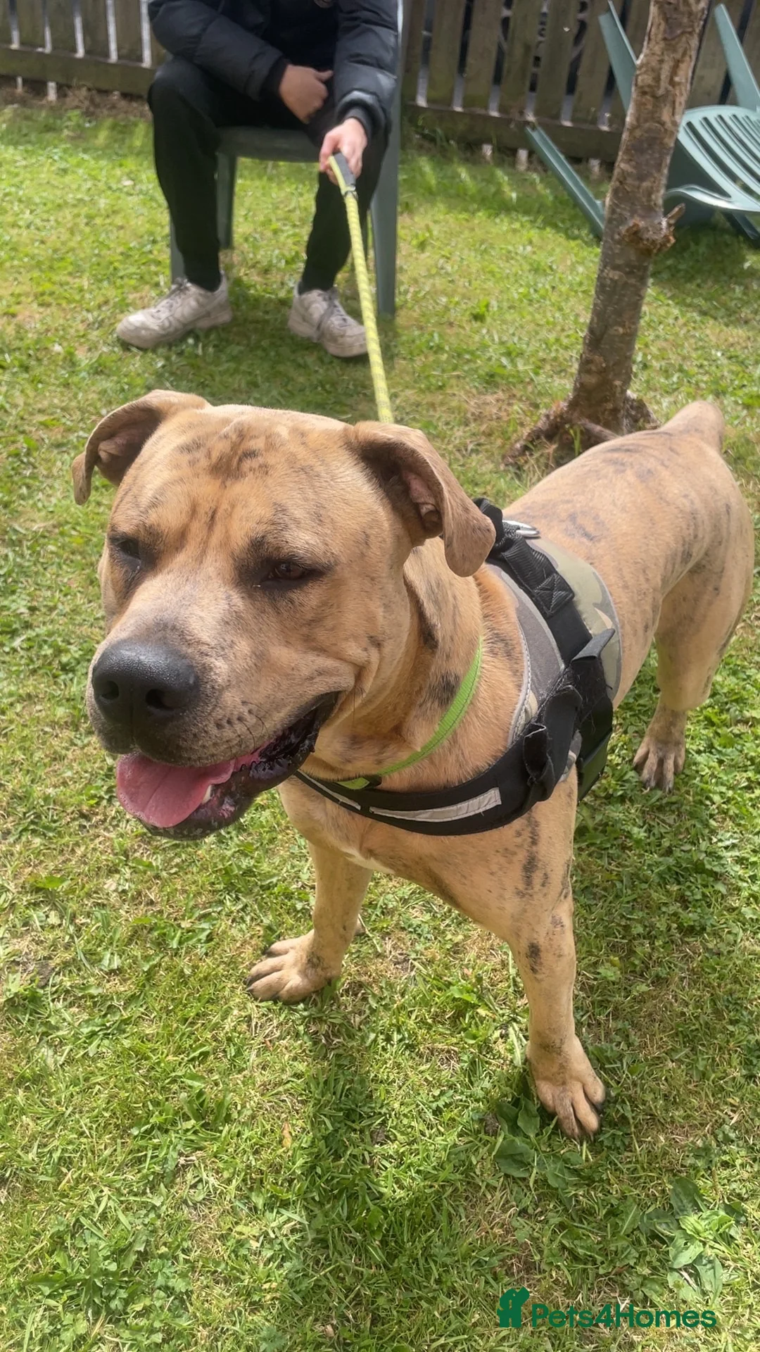 Mixed Breed dogs for sale: Simba - Advert 1