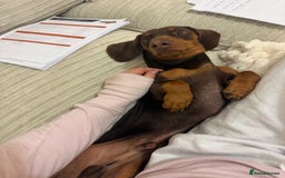 Miniature Dachshund dogs for stud: My Beautiful Bear up for stud! - Image 5