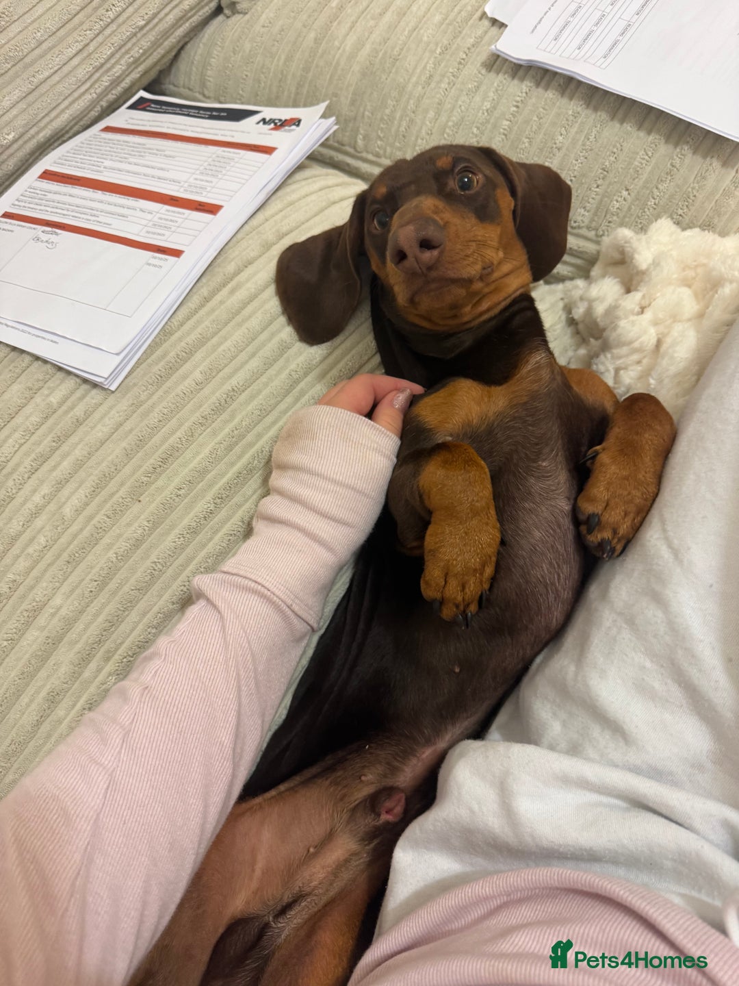 Miniature Dachshund dogs for stud: My Beautiful Bear up for stud! - Image 5