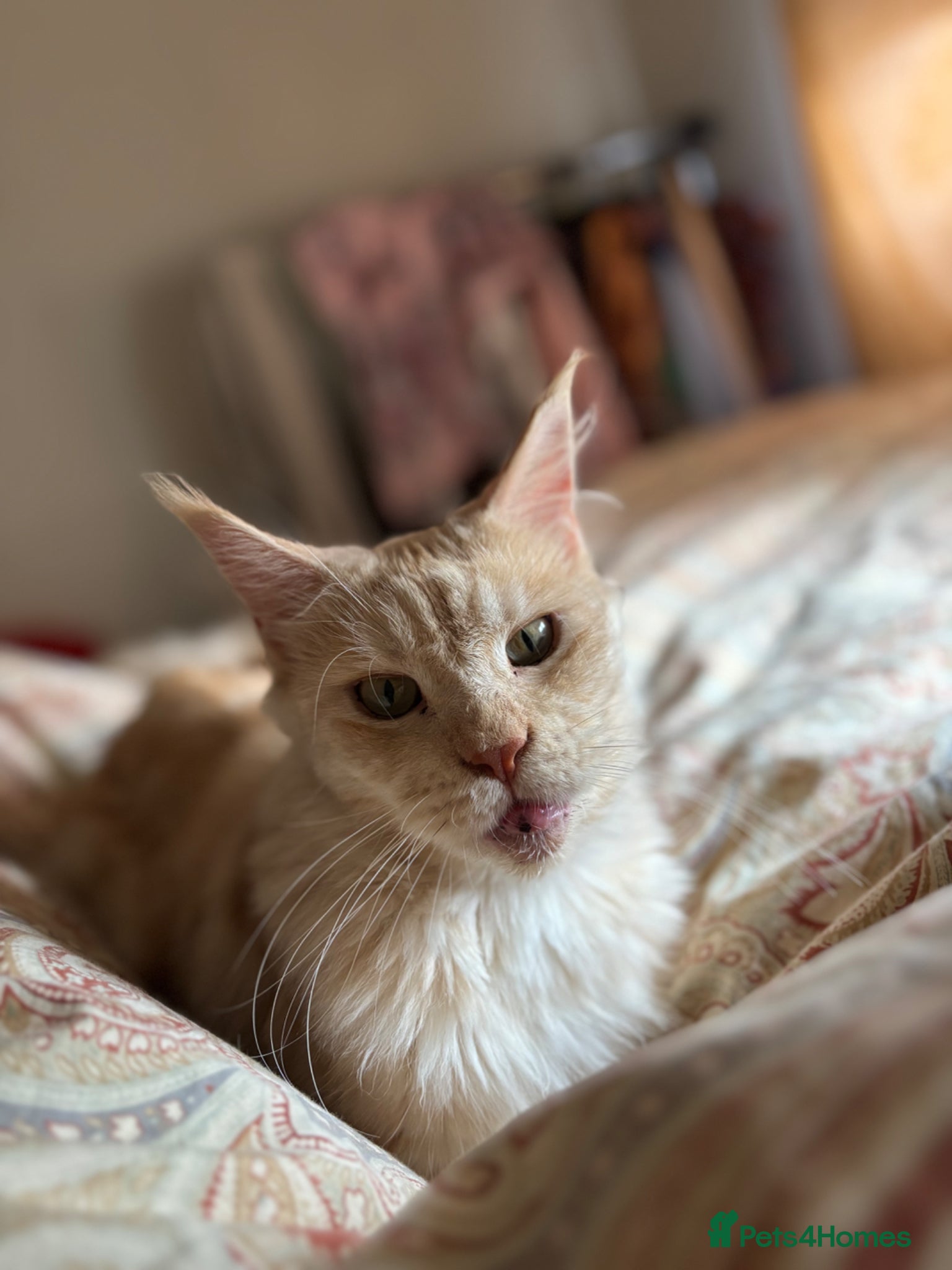 Maine Coon cats for sale: Maine Coon Kittens  - Advert 1