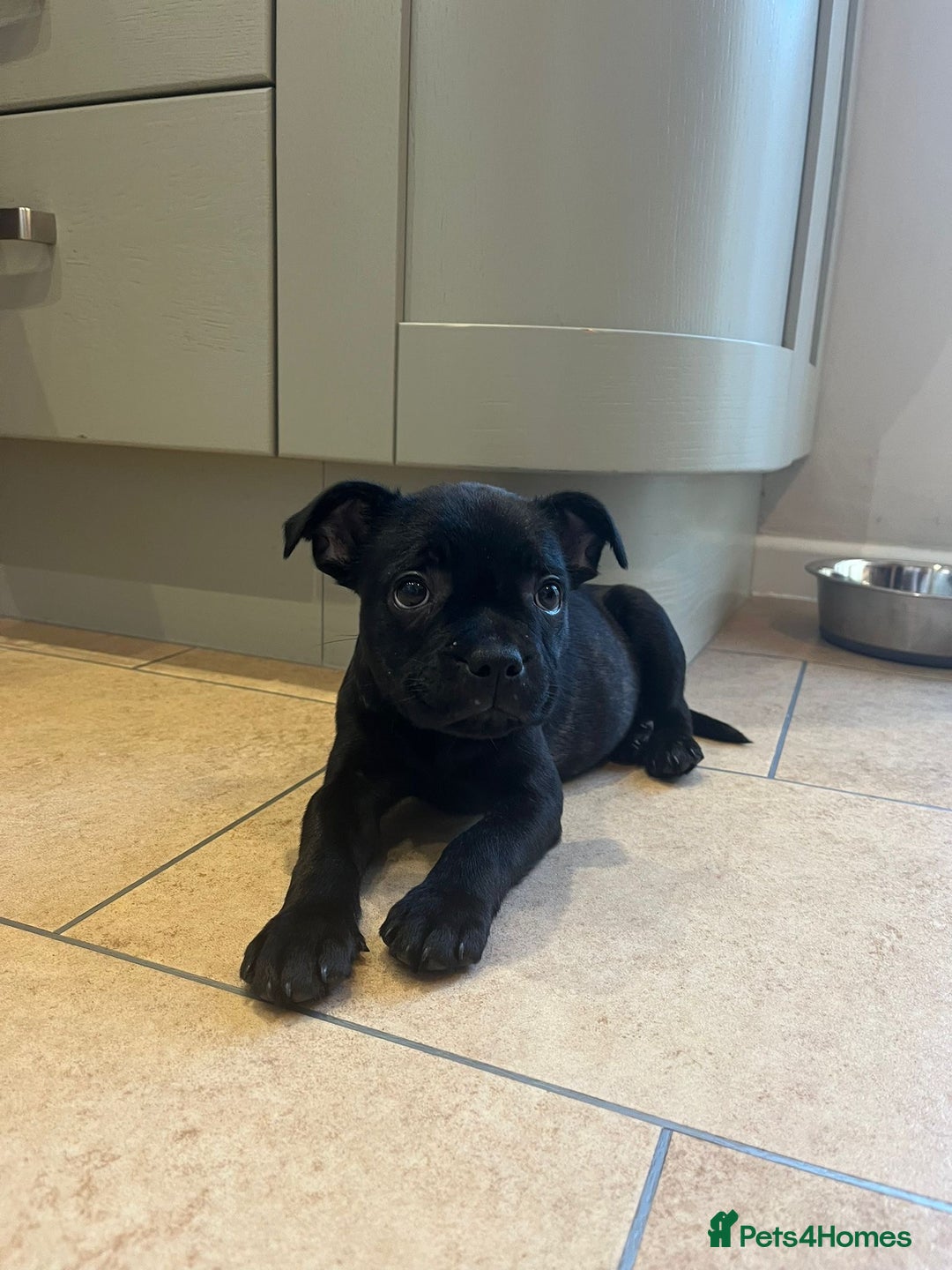 Staffordshire Bull Terrier dogs for sale: 9 week old girl looking for home - Advert 2