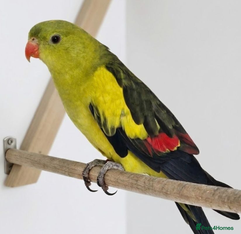 Parakeets birds Proven bonded pair of Pastle rock pebblers  - Advert 17