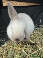 Mini Lop rabbits - Advert 2