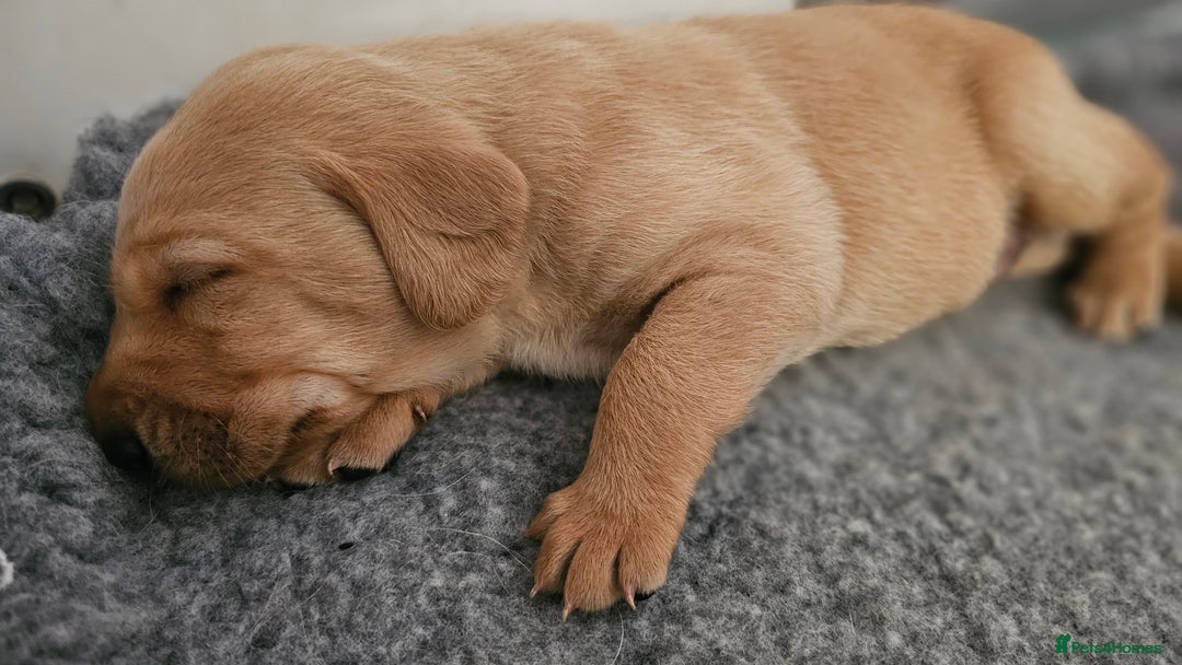 Labrador Retriever dogs for sale: KC Labrador Puppies – Ready 23rd August 🐾 - Image 18
