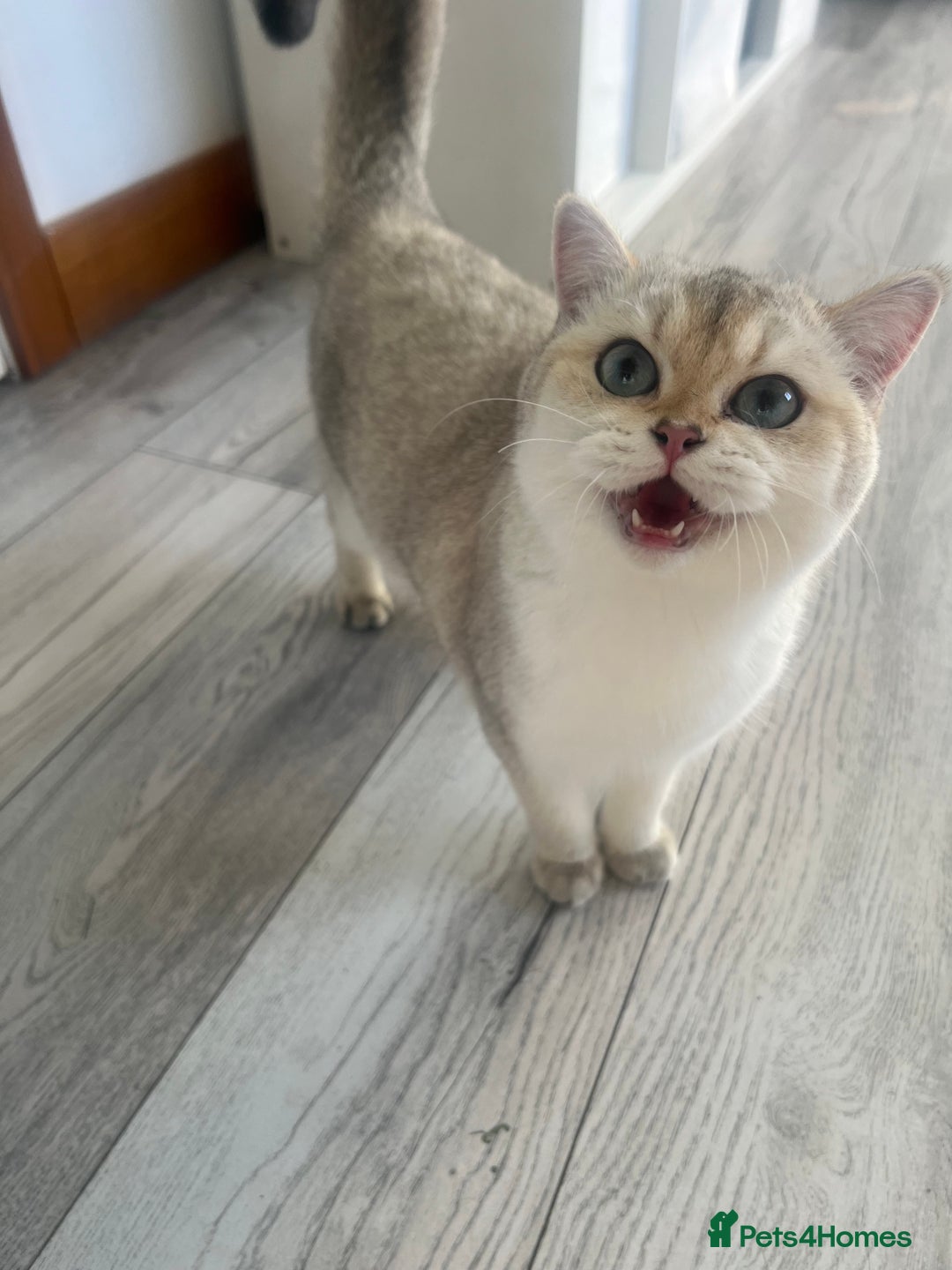 British Shorthair cats for sale: Queen BSH  - Advert 5