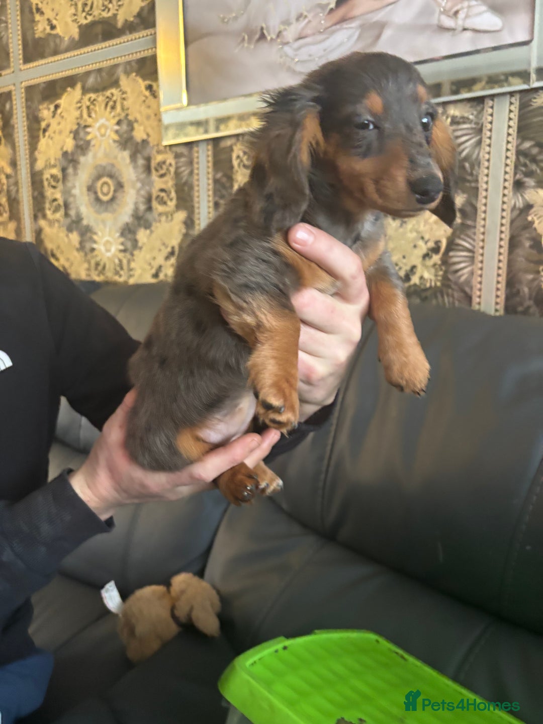 Dachshund dogs for sale: Dachshund pups kc registed - Advert 5