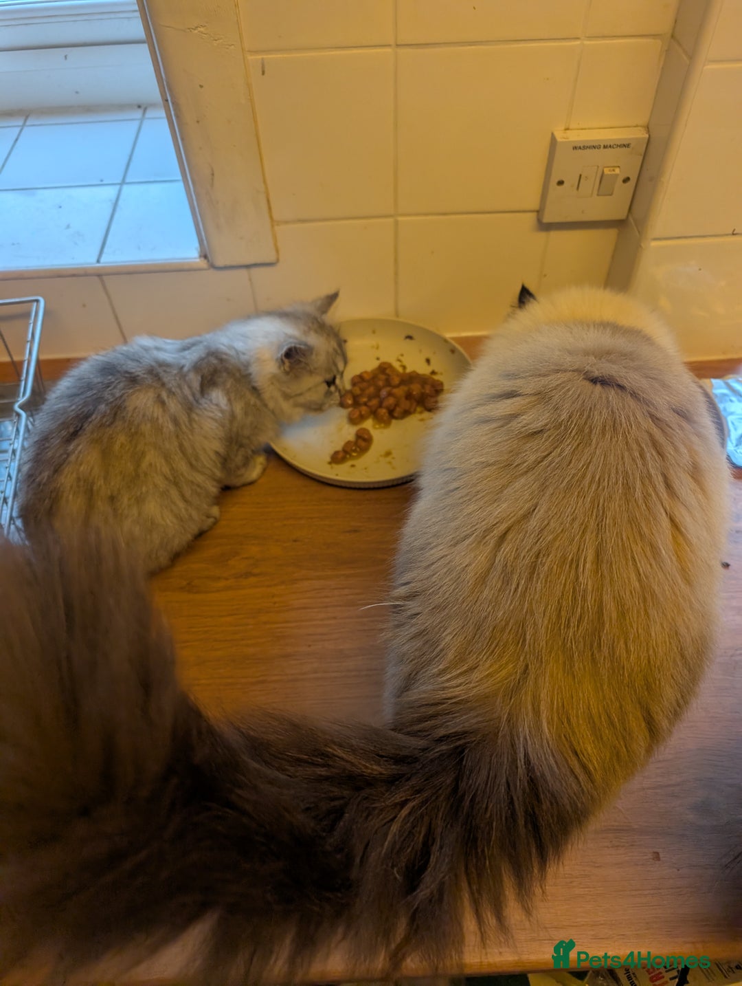 Perdoll cats for sale: Gorgeous rare Ragdolls cross Persians❤️ - Advert 10