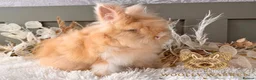 Angora rabbits for sale: 3 BEAUTIFUL VACCINATED ANGORAS READY NOW - Advert 18