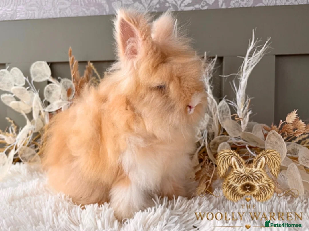 Angora rabbits for sale: 3 BEAUTIFUL VACCINATED ANGORAS READY NOW - Advert 18