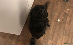 Mixed Breed dogs for sale: Golden Alaskan Chow Pup (inaccurate price) - Advert 1