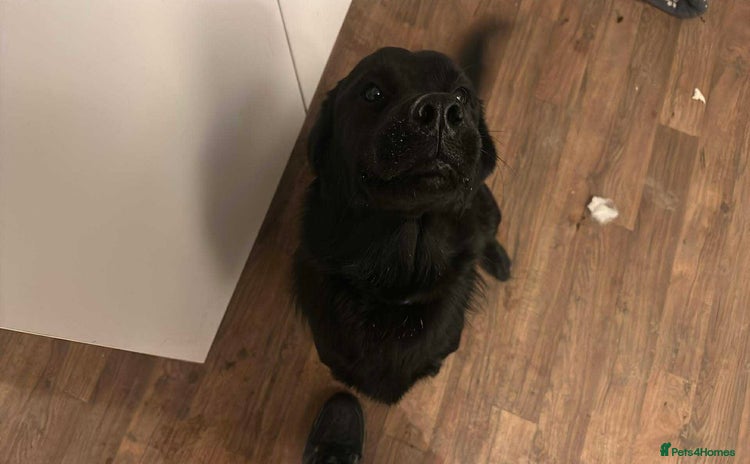 Mixed Breed dogs Golden Alaskan Chow Pup (inaccurate price) - Advert 1